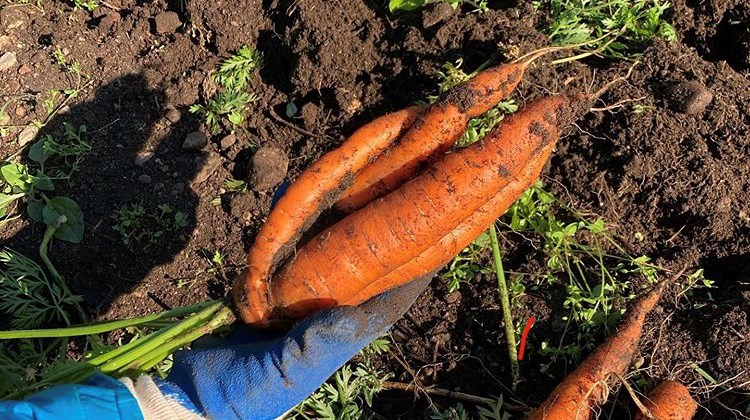 Bild på en hand som håller i nyskördade morötter.