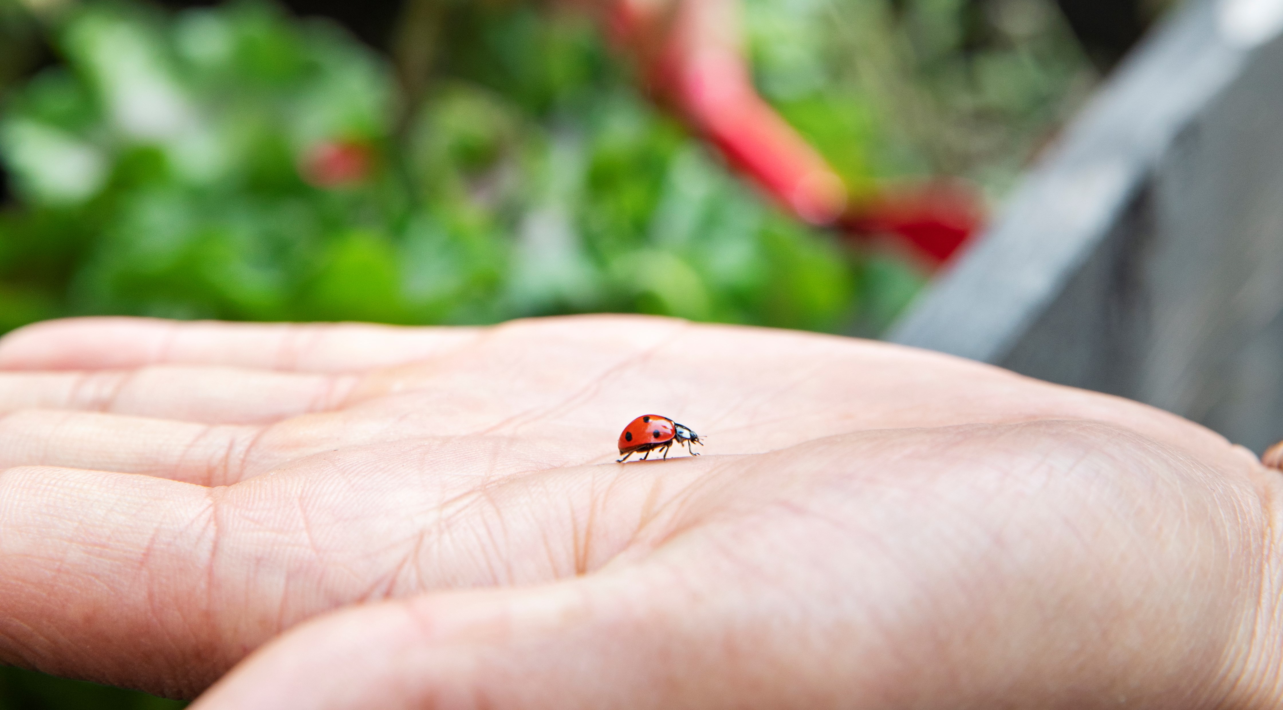 En nyckelpiga som kryper över en handflata