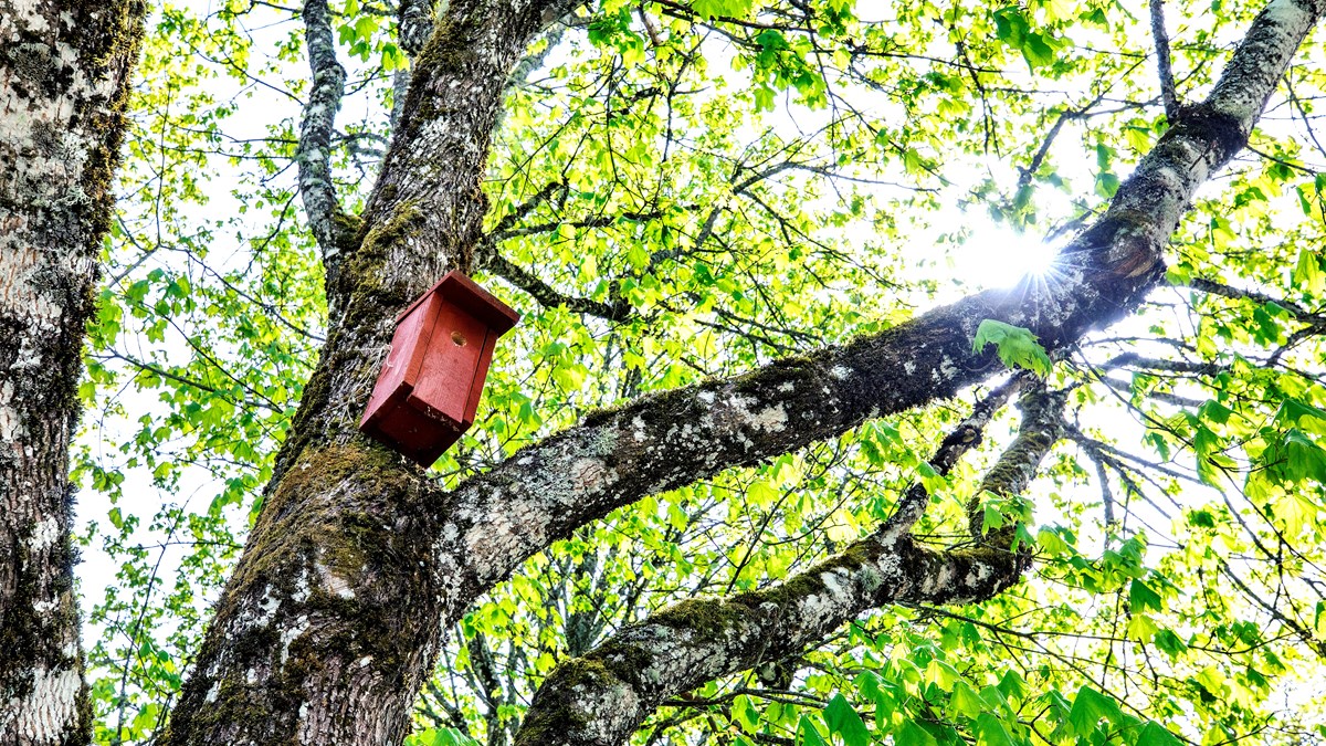 En röd fågelholk i ett träd.