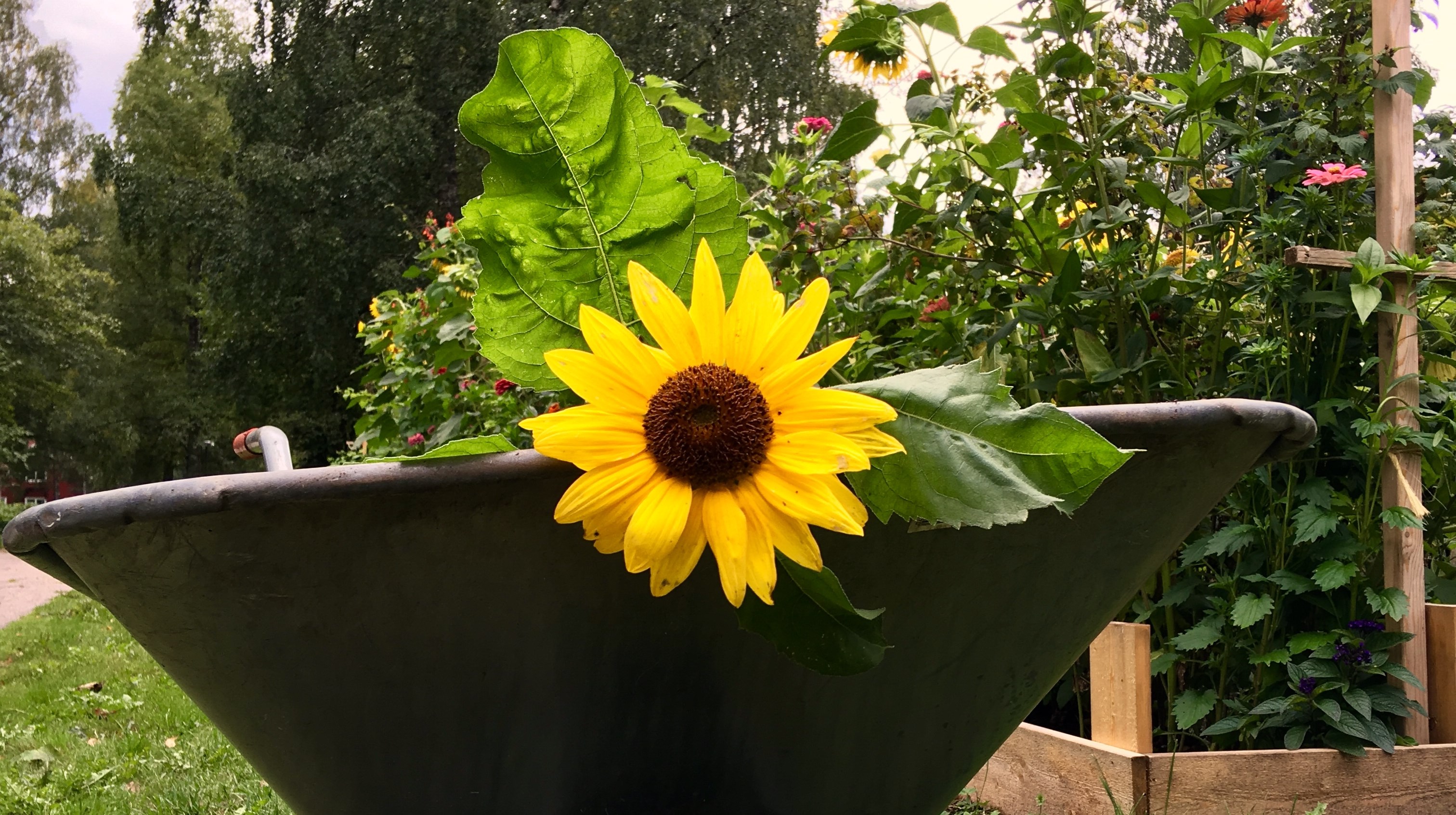 En solros i en skottkärra