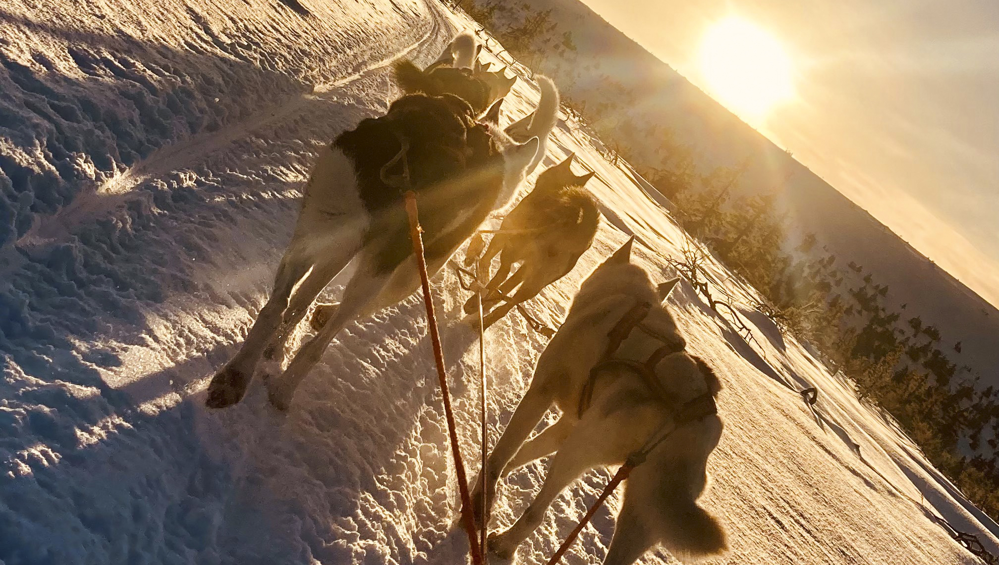 Slädhundar som springer i ett vinterlandskap.