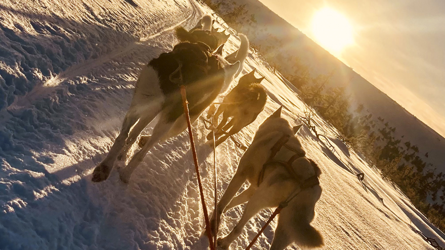Slädhundar som springer i ett vinterlandskap.