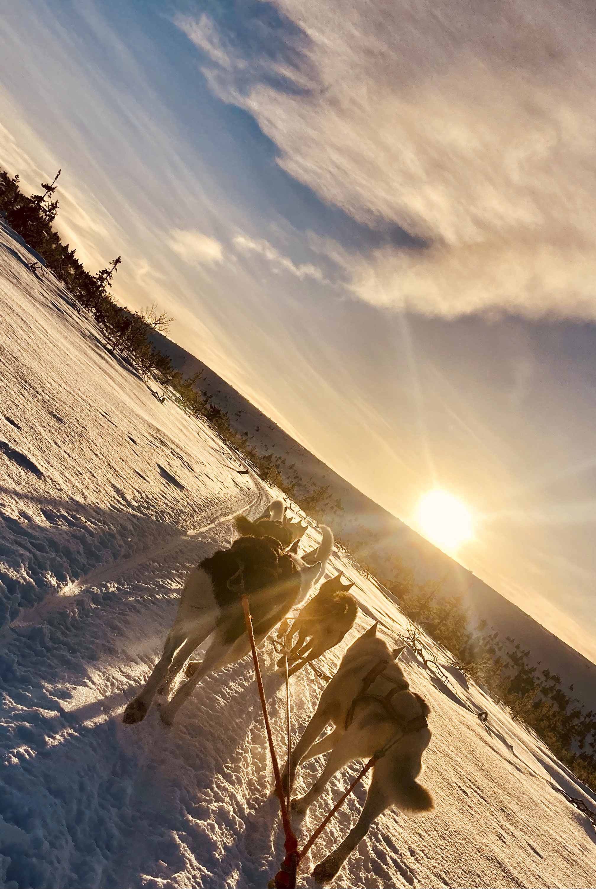 Ute på slädtur med hundarna.