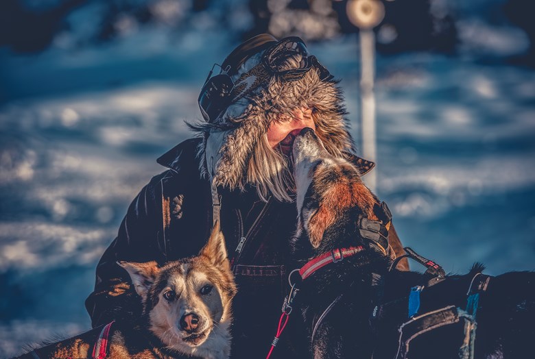 Lisa Carlson, som jobbar som hundspannsguide i Sälen, kelar med två hundar i snön.