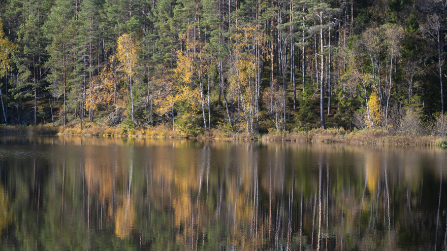 En skogstjärn med barrträd och lövträd i höstfärger vid kanten av tjärnen.