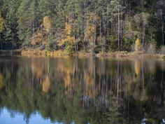 En skogstjärn med barrträd och lövträd i höstfärger vid kanten av tjärnen.