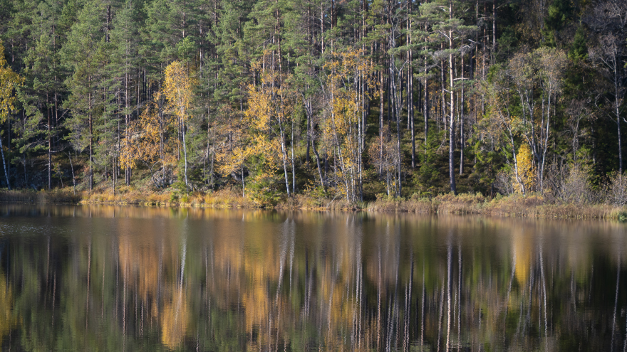 En skogstjärn med barrträd och lövträd i höstfärger vid kanten av tjärnen.