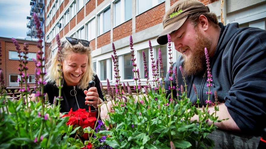 Två deltagare på Dalslands folkhögskola i Trollhättan, som pysslar i en rabatt.